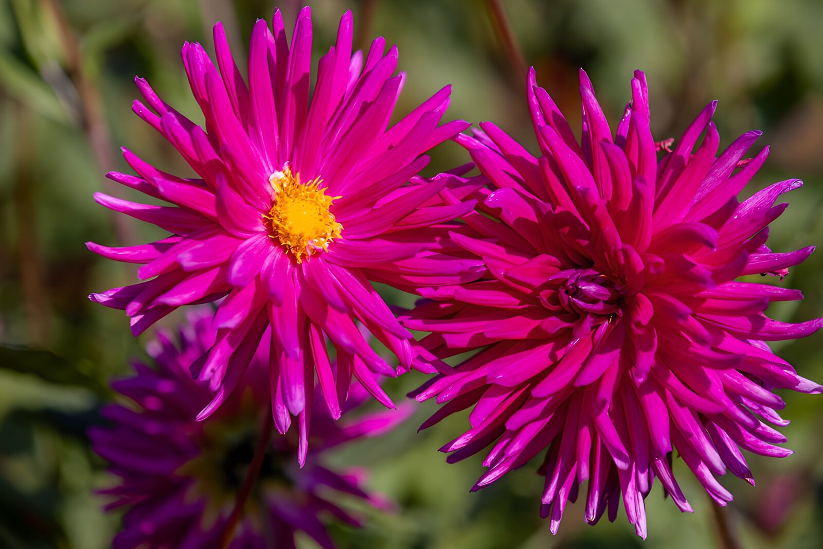 TP73353: Prachtige paarse asterbloemen