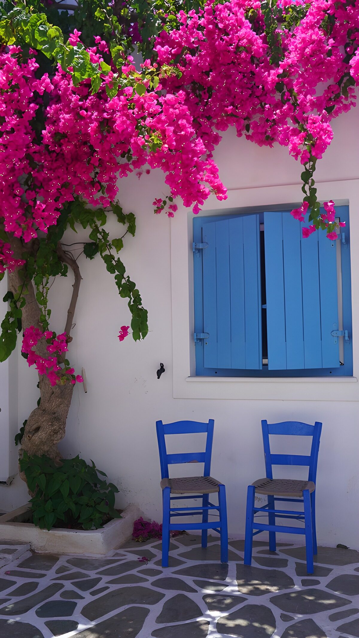 Blauwe stoelen onder bloeiende bougainvillea