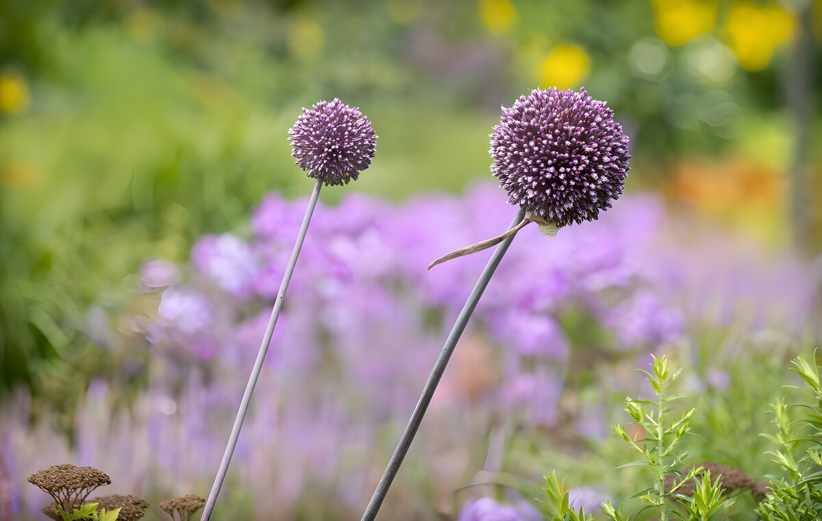 Prachtige paarse bloembollen in de tuin