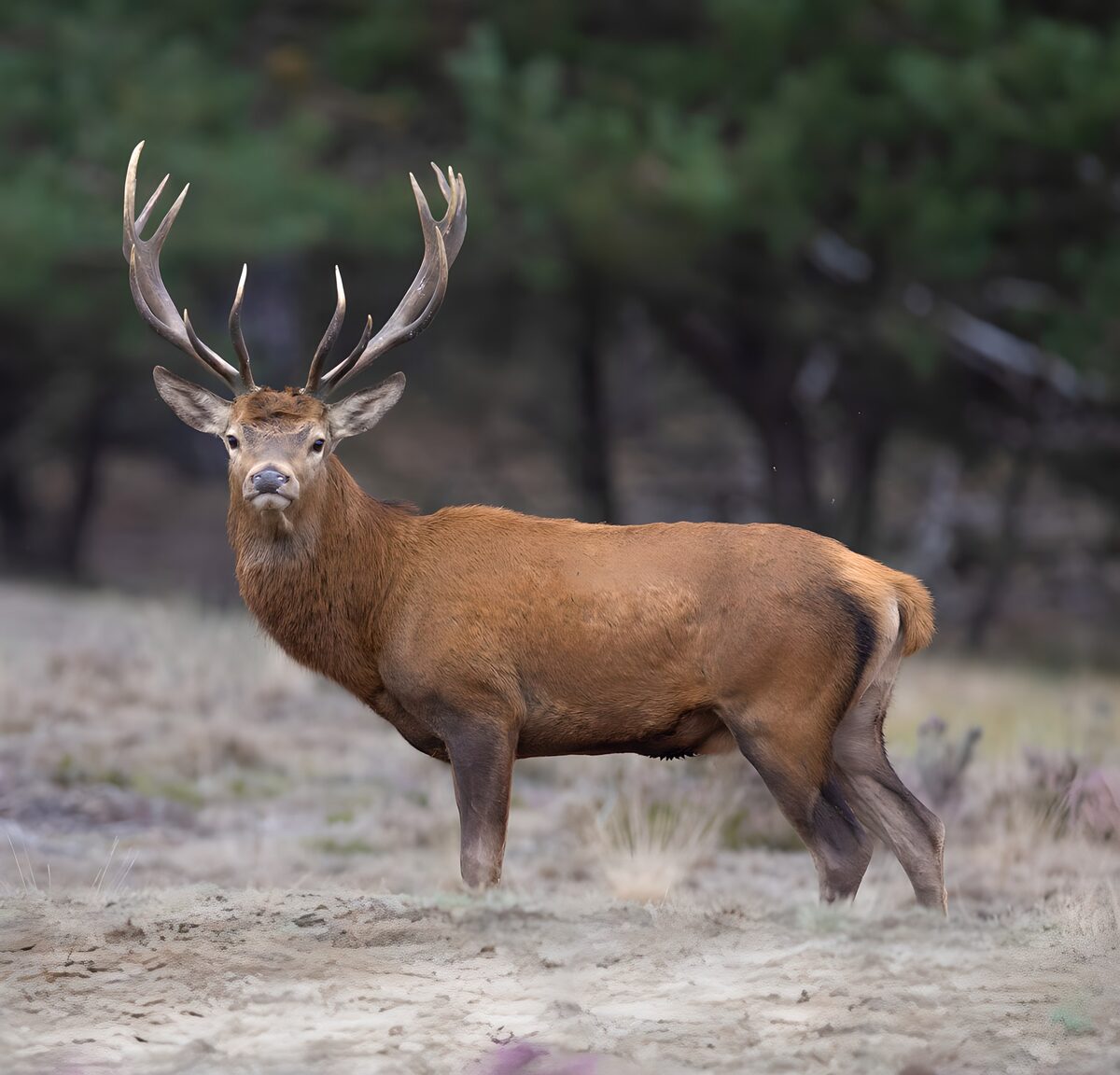 Majestueuze hert in de natuur