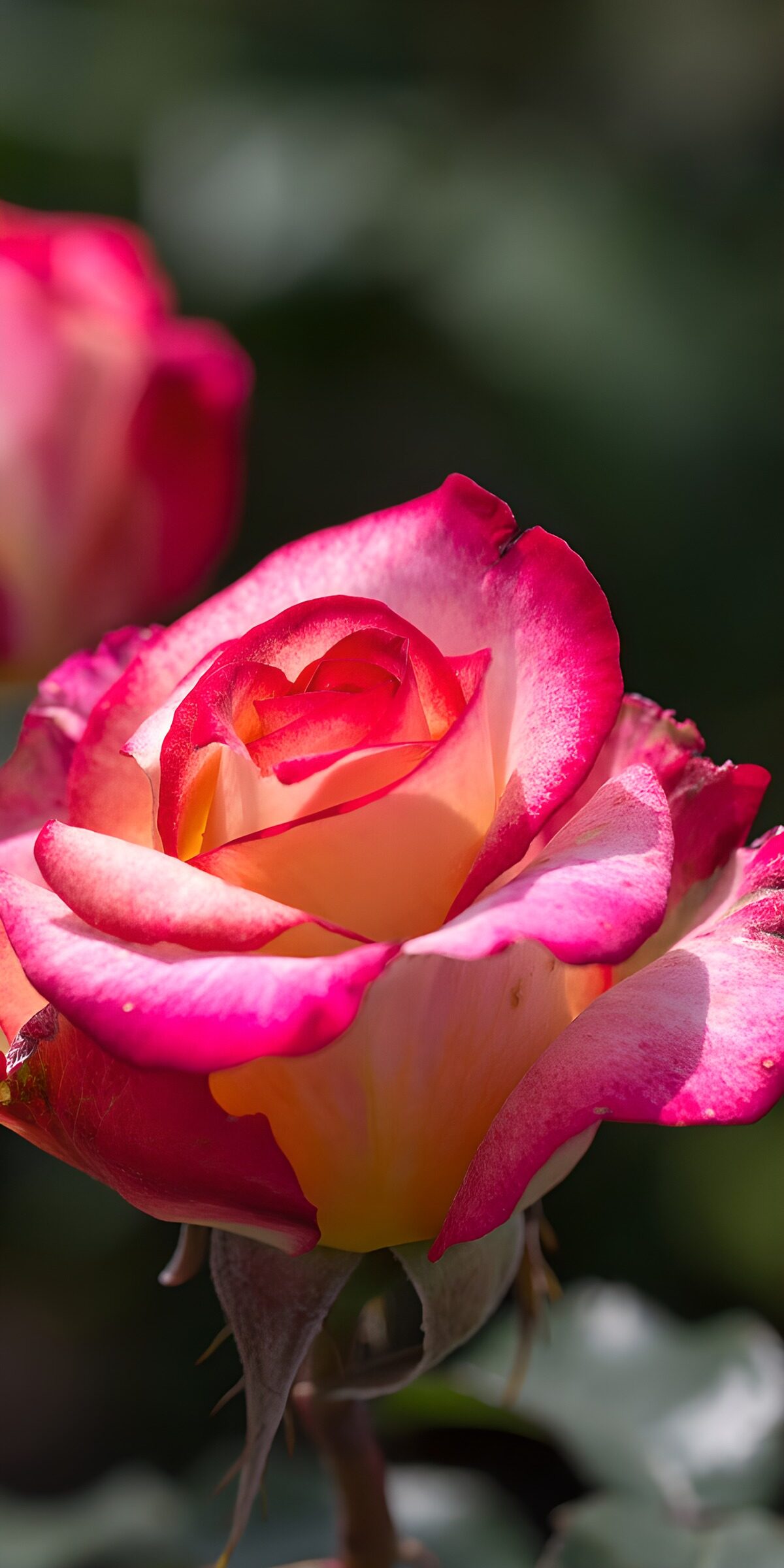 TP99898: Kleurige Rozebloem in Volle Bloei