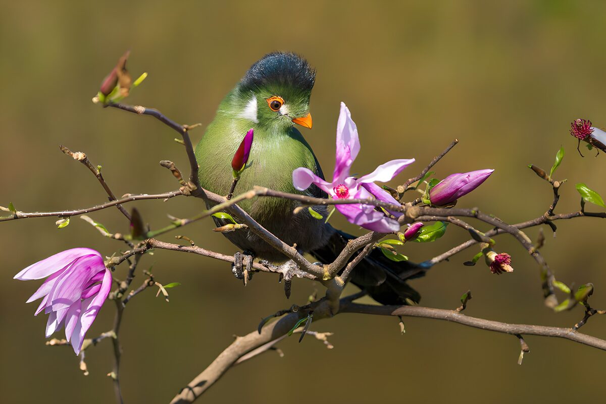 Witwangtoerako of Tropische vogel op bloesemtak