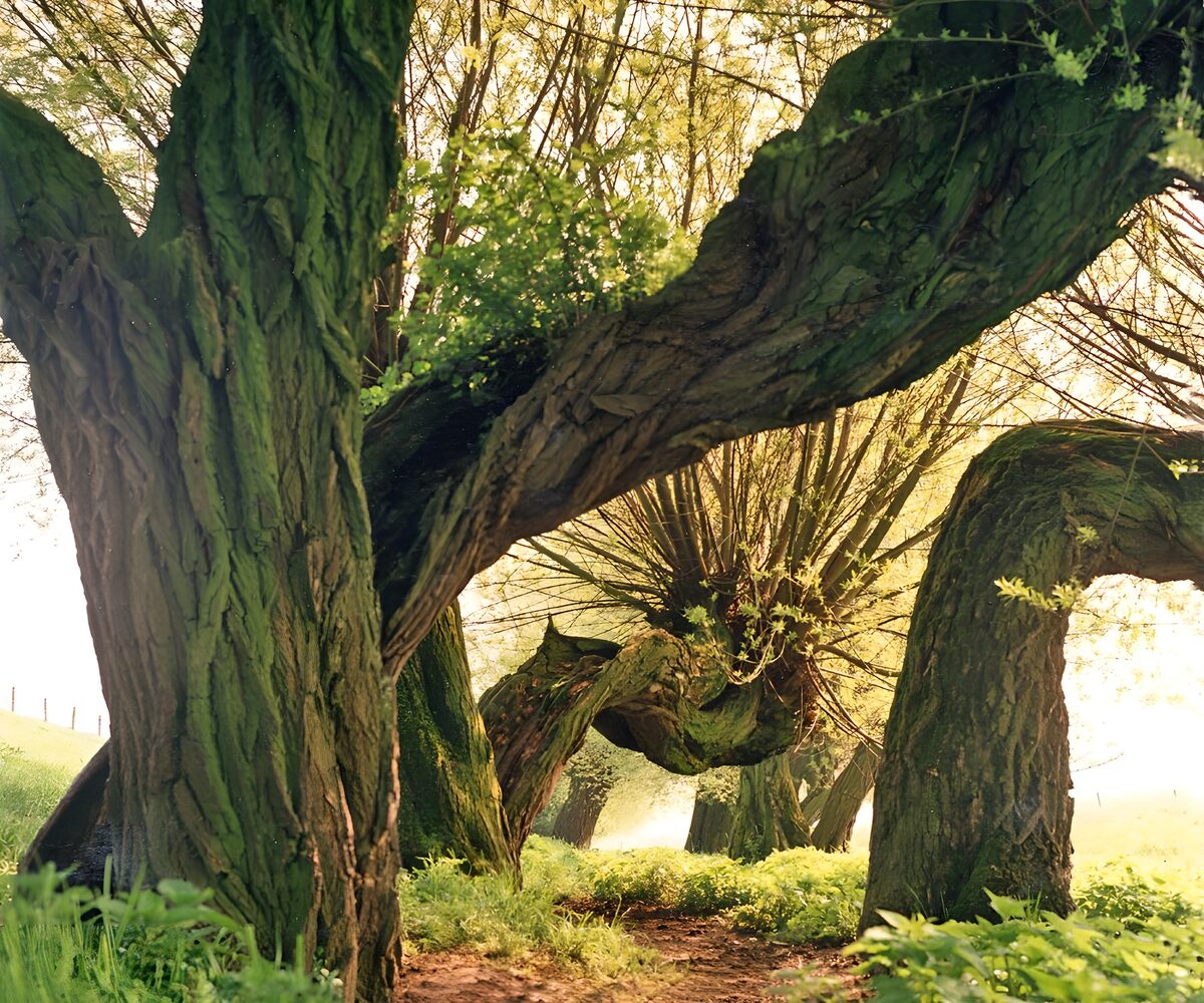 Wonderlijke kromme bomen in het bos
