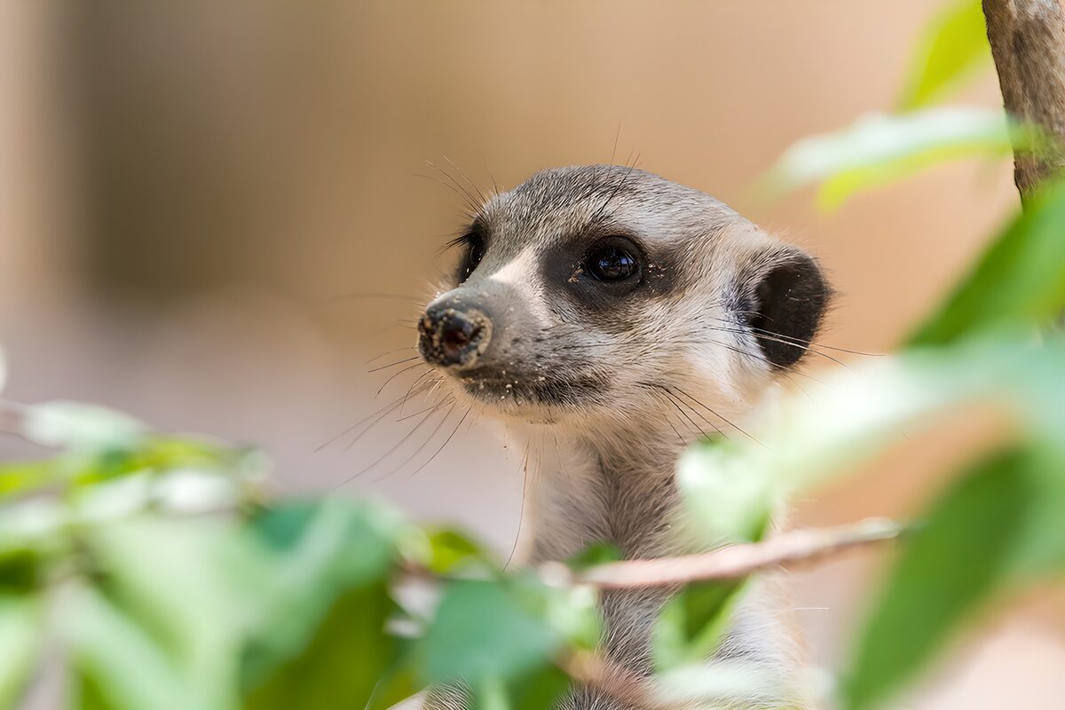 Schattige meerkat tussen het groen
