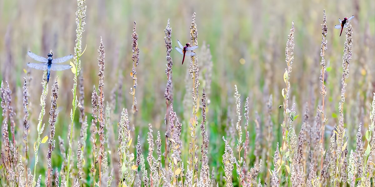 Ochtenddauw met drie libellen wachtend op de zon