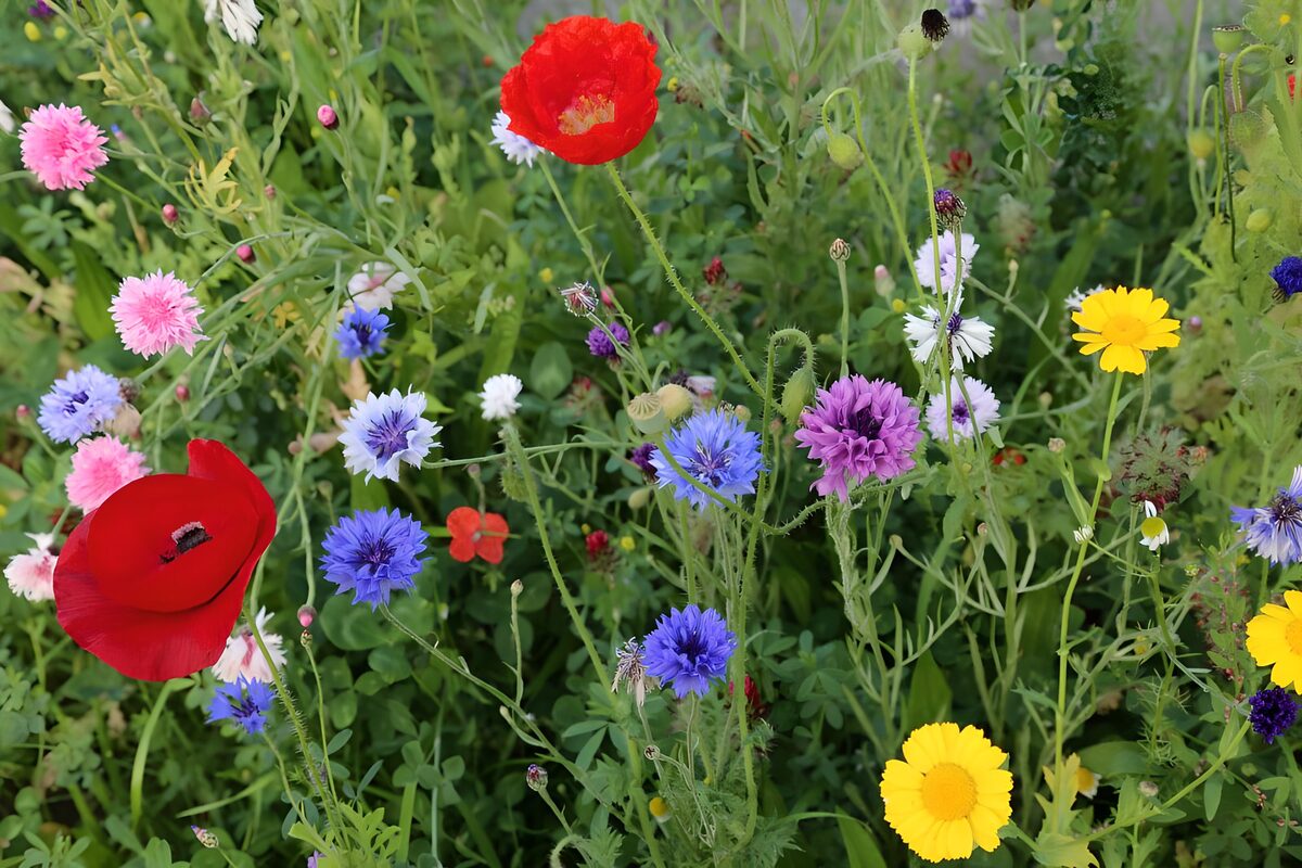 Korenbloemen, klaprozen, paardebloemen en magrieten