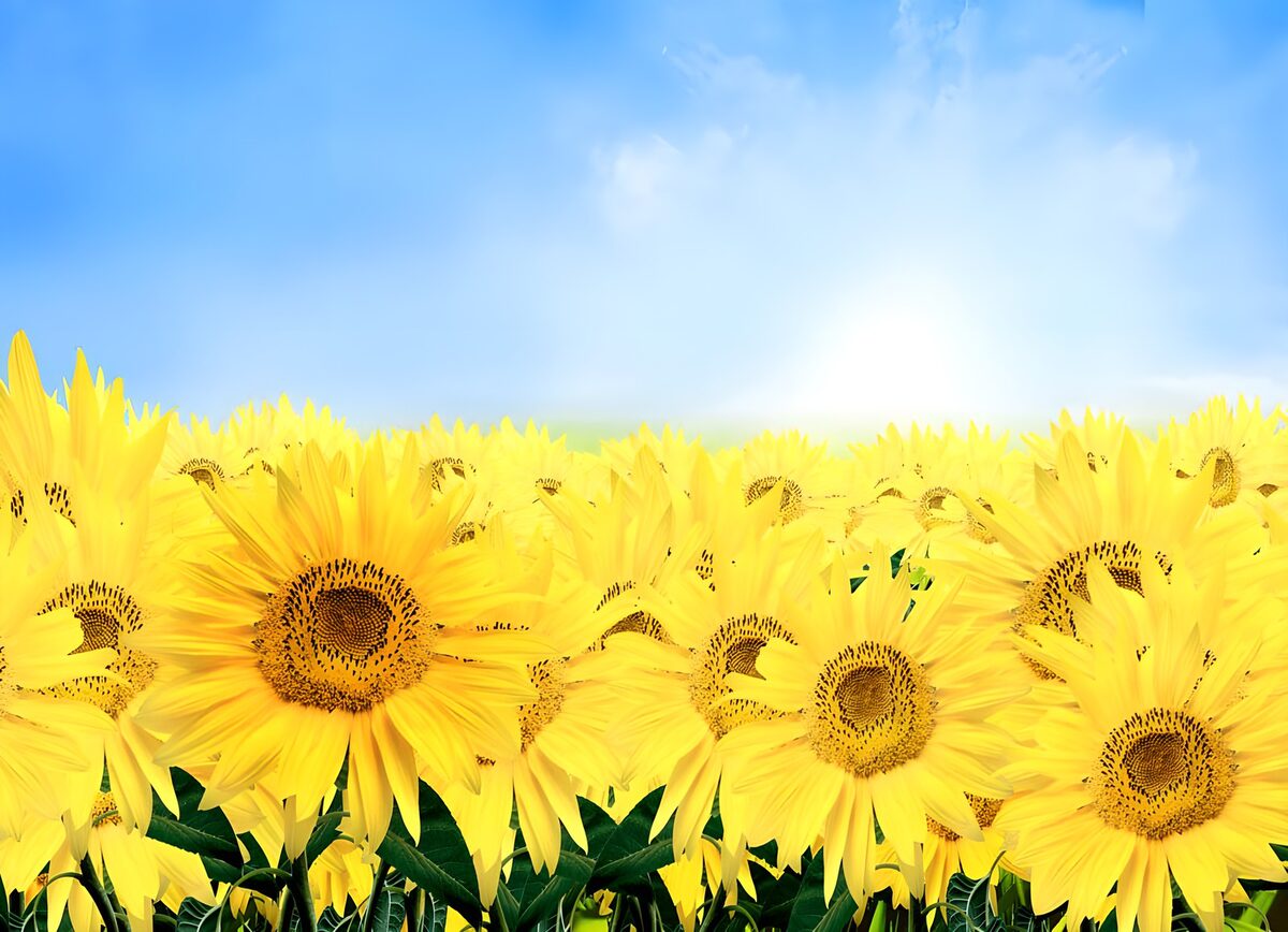 TP68626: Aantal zonnebloemen in veld met blauwe lucht