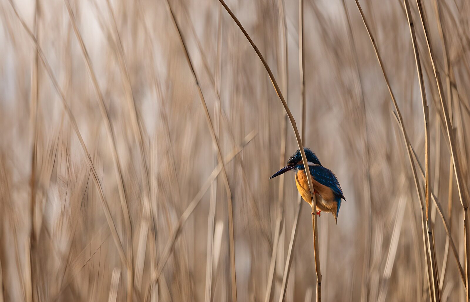 TP60671: IJsvogel tussen het riet