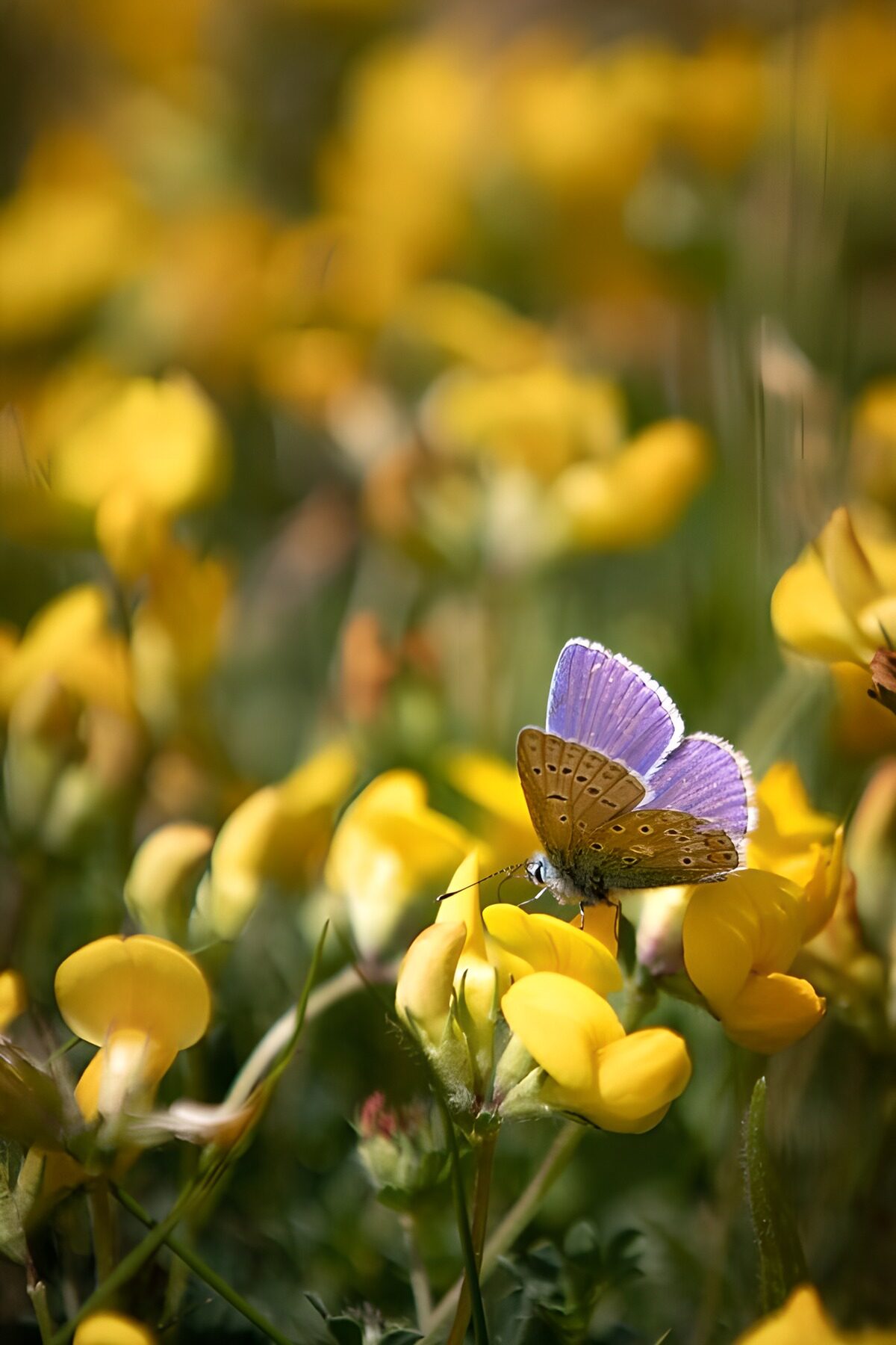 Prachtige vlinder tussen gele bloemen