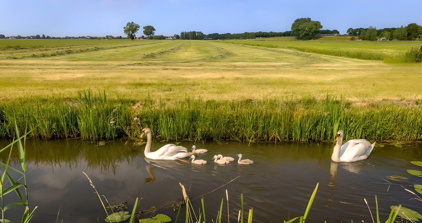 TP13222: Zwanenfamilie in een groene omgeving