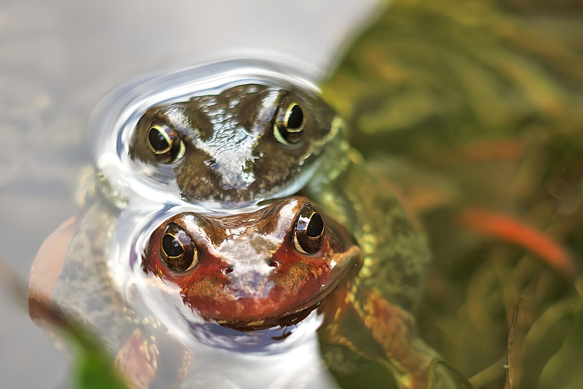 Twee kikkers boven water