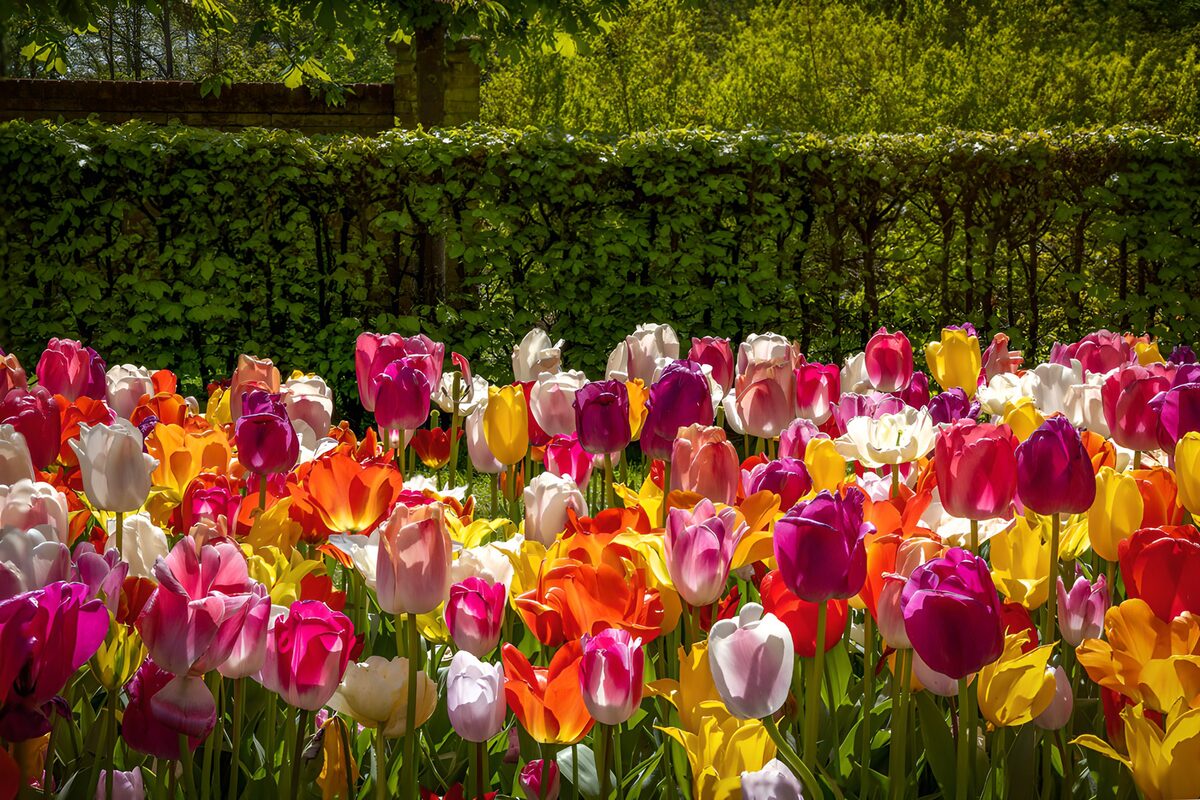 Kleurrijke tulpen in de lente