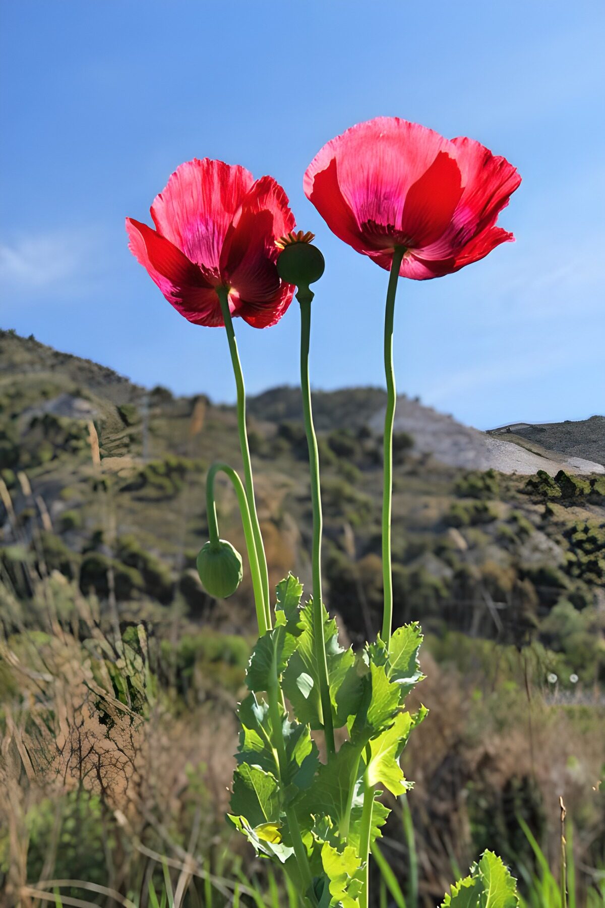 Twee rode papavers 