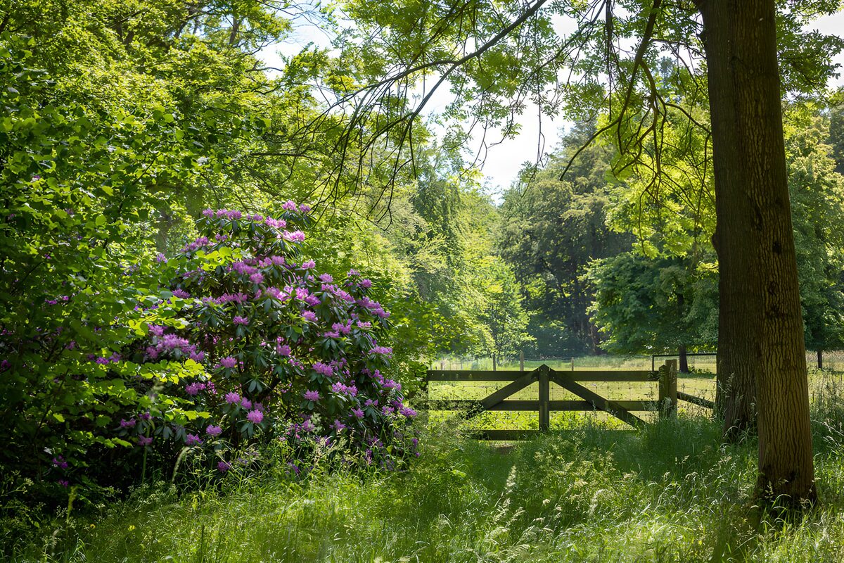 TP41898: Prachtige groene toegangspoort naar de natuur