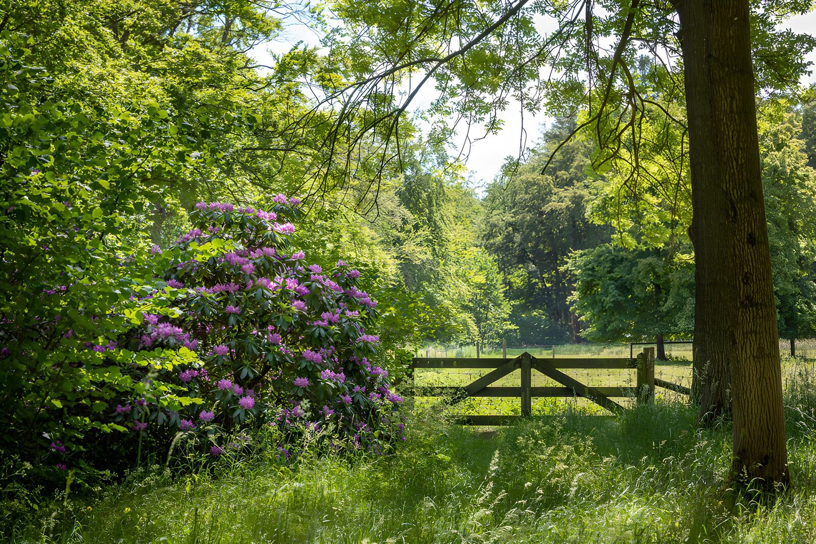 TP41898: Prachtige groene toegangspoort naar de natuur