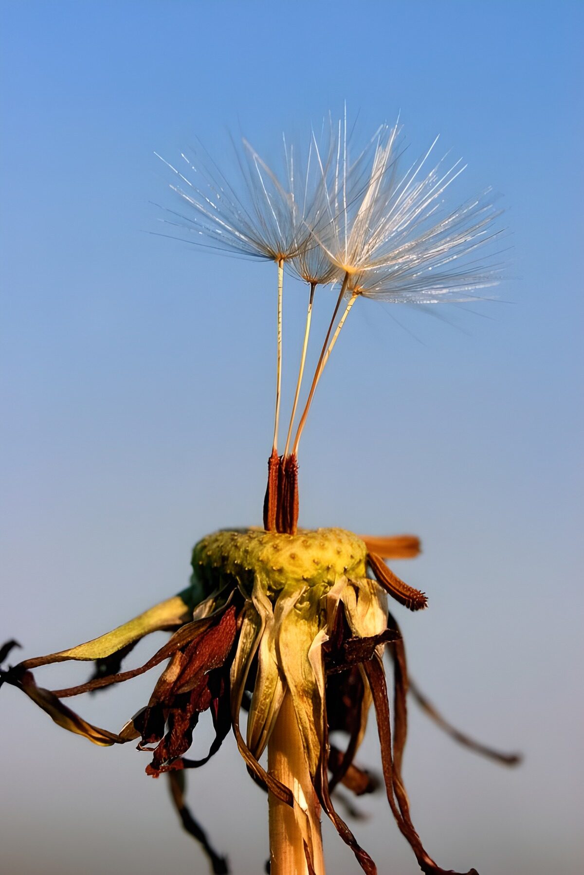 Vruchtpluis 