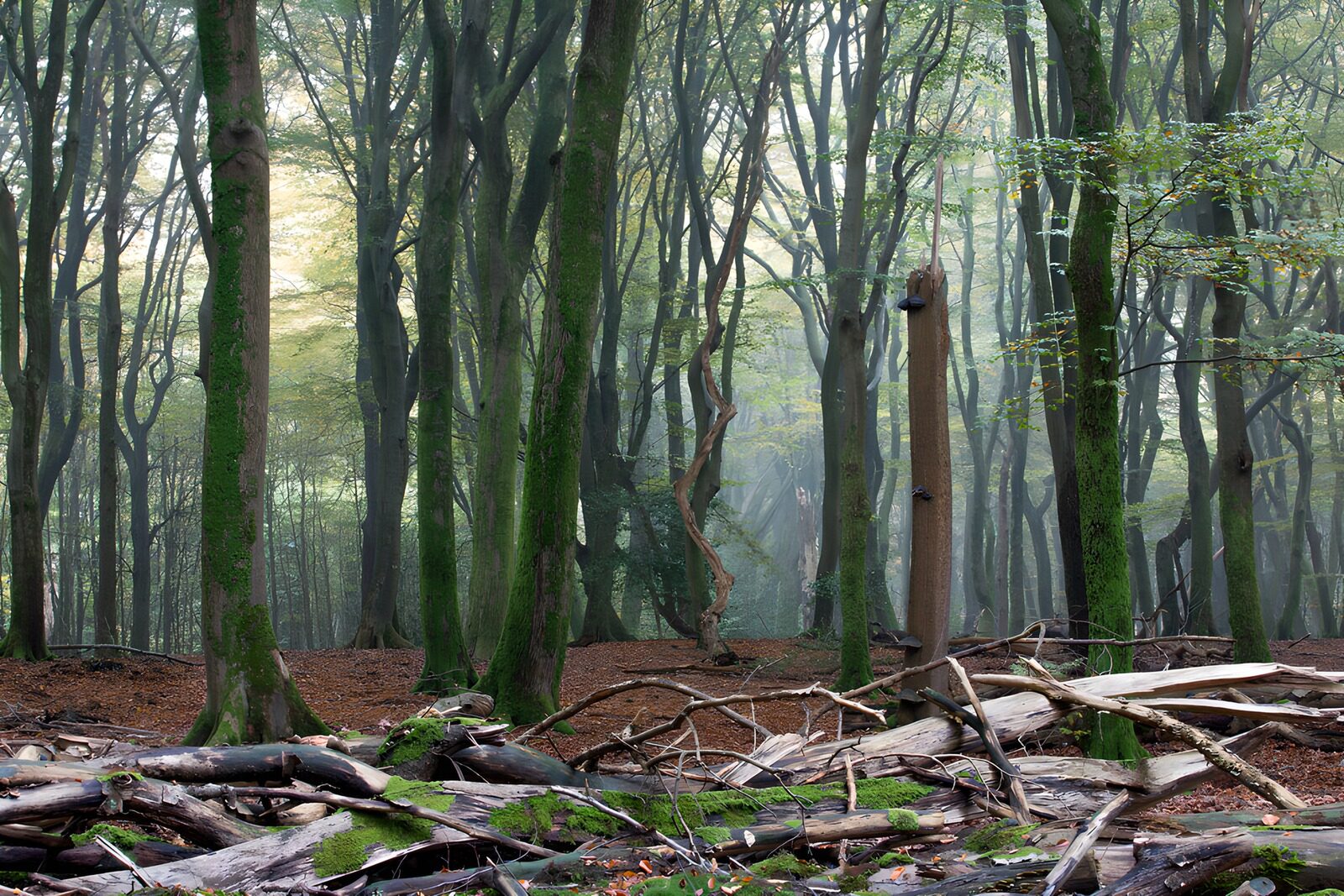 TP68495: Mystieke Boslandschappen in de Mist