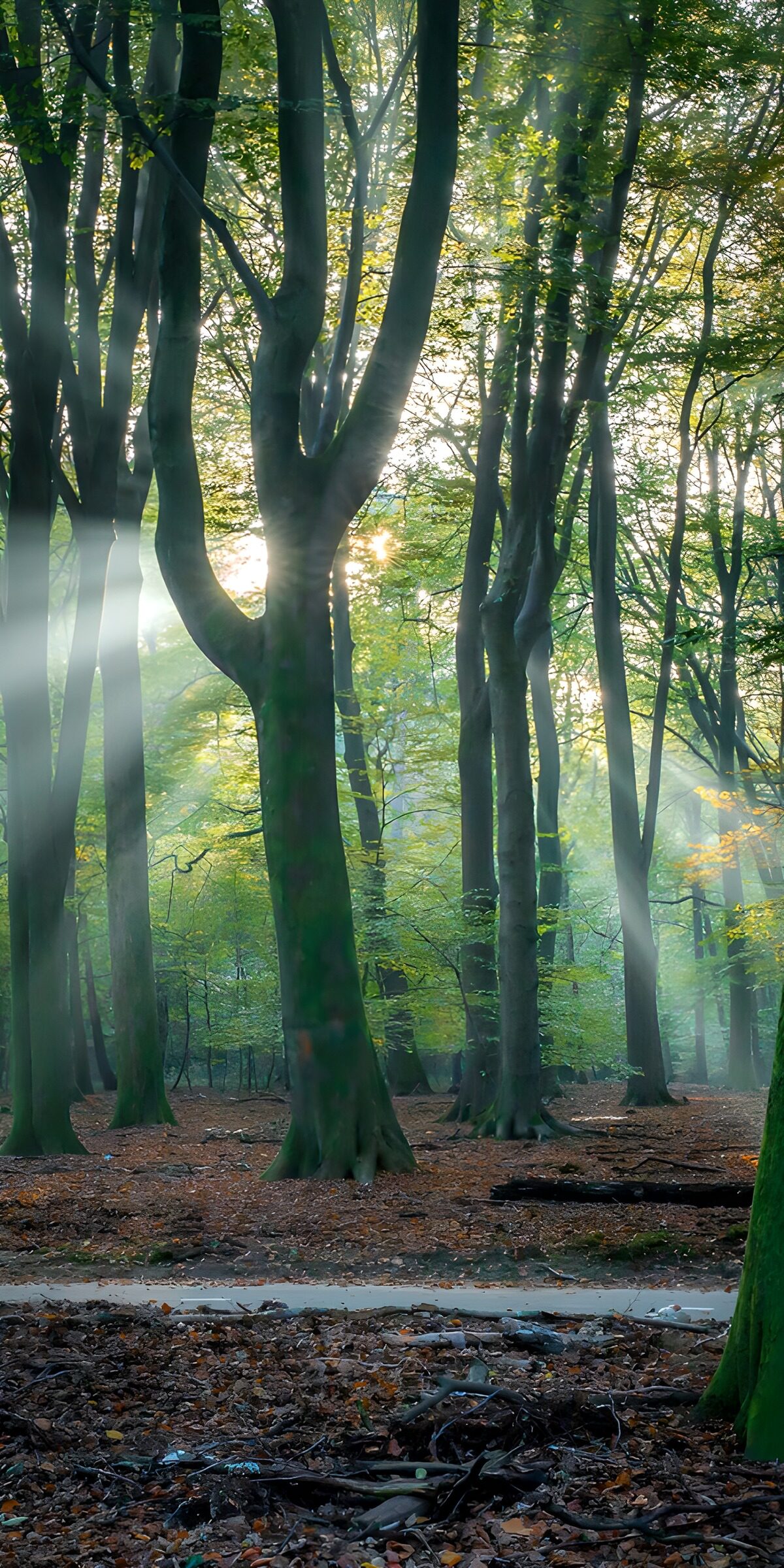 Betoverend Boslicht in de Herfst
