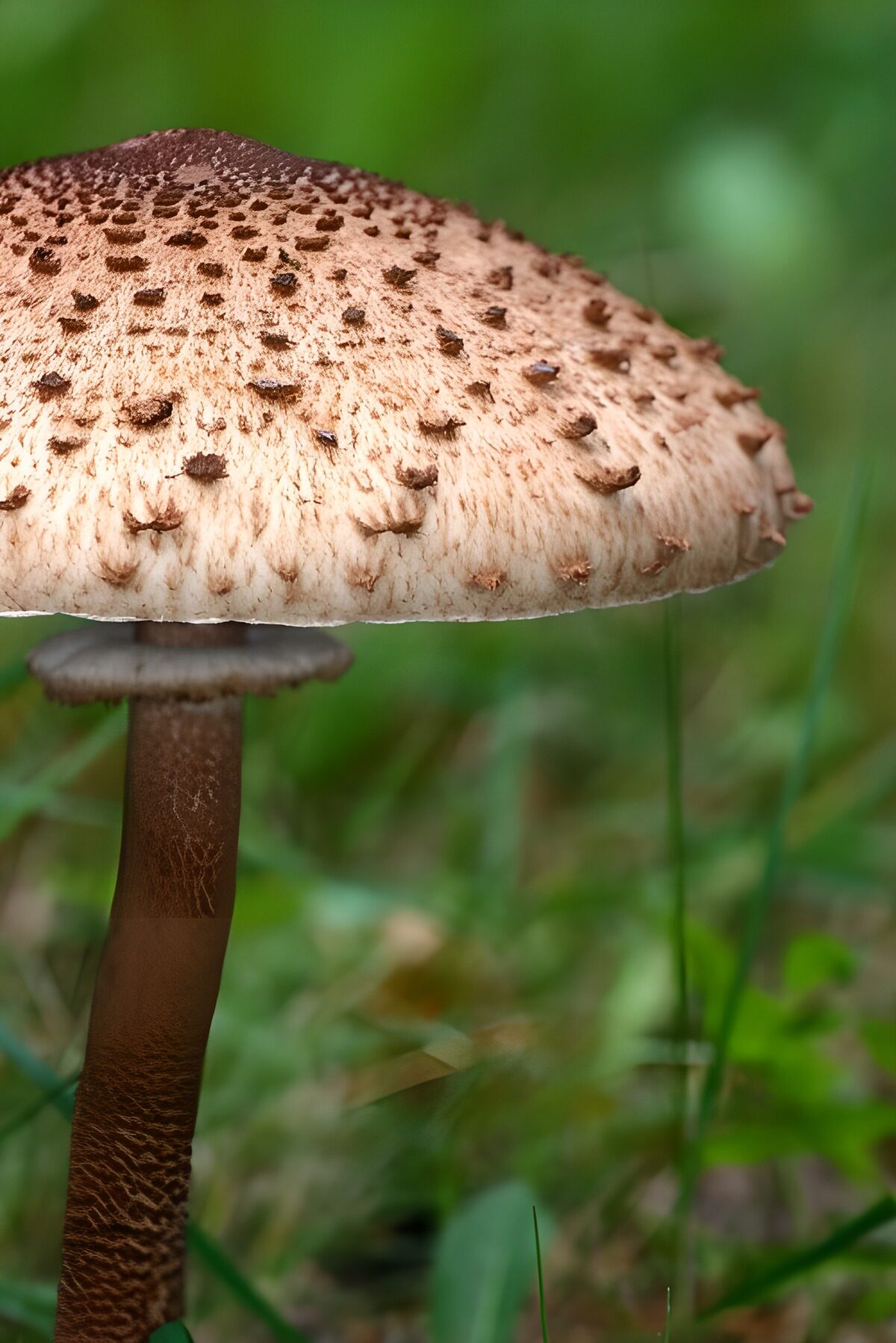 TP83451: Bruine paddenstoel in het gras