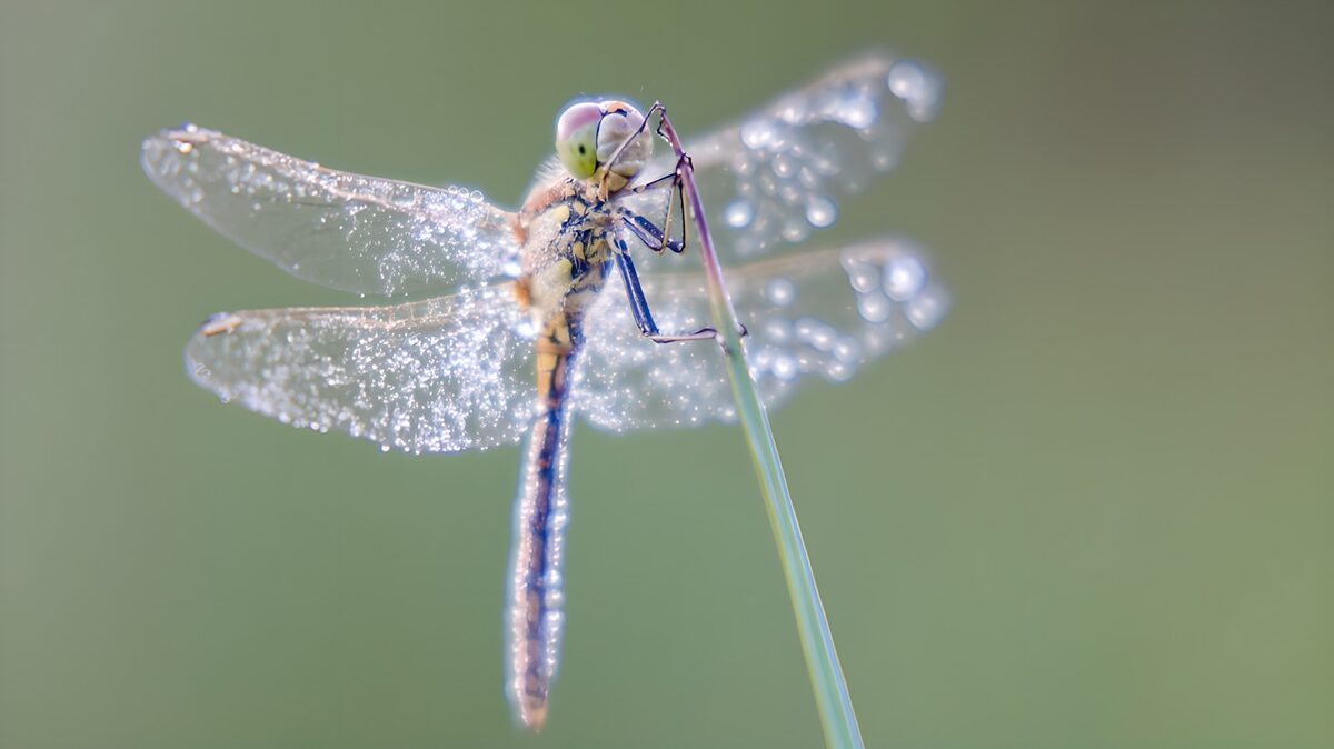 Libelle dwergjuffer op grasspriet