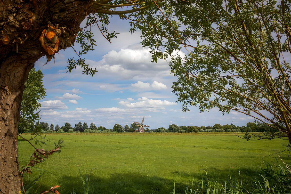 TP24712: Molen in het Groene Landschap