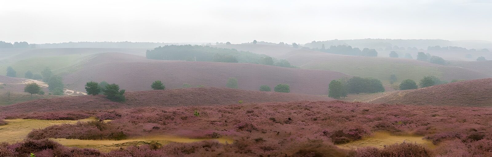 TP49573: Heide uitzicht 2