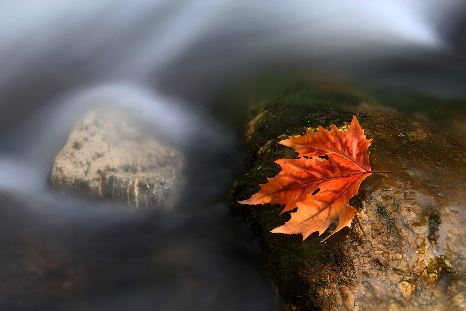 TP28830: Herfstblad op een steen in stromend water