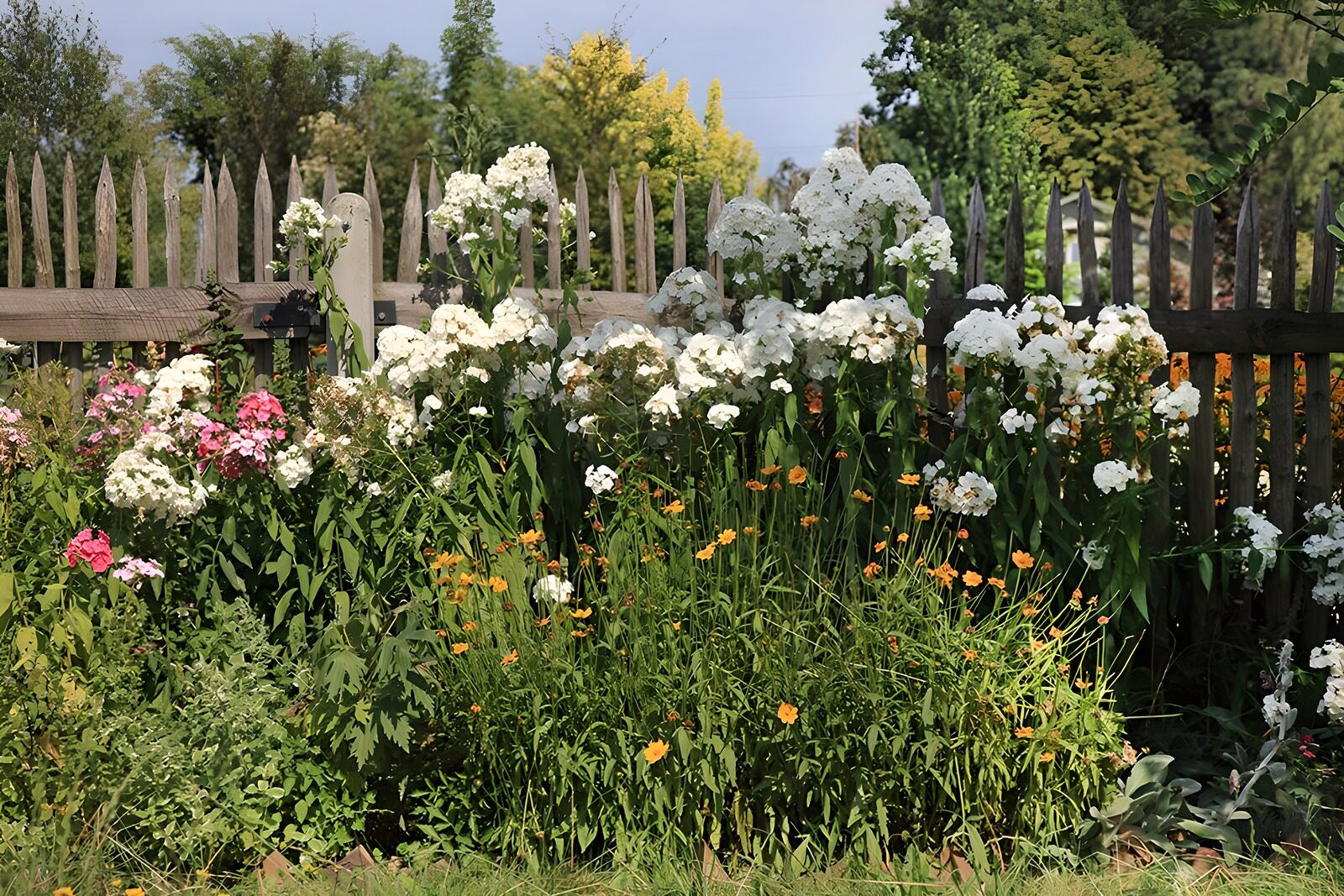 TP87034: Bloeiende tuin achter een houten hek