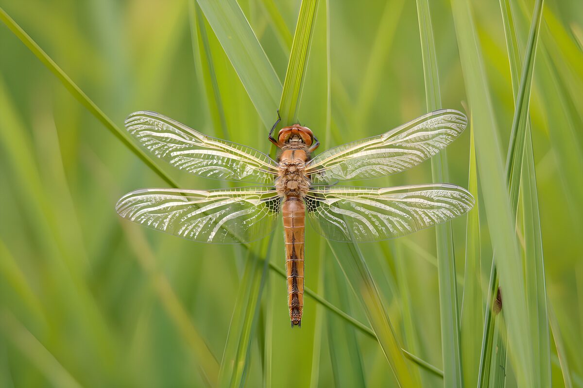 : Libelle rustend op groen gras