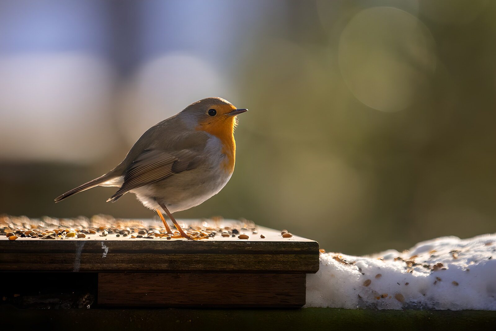 TP99984: Huismus op een voederplank