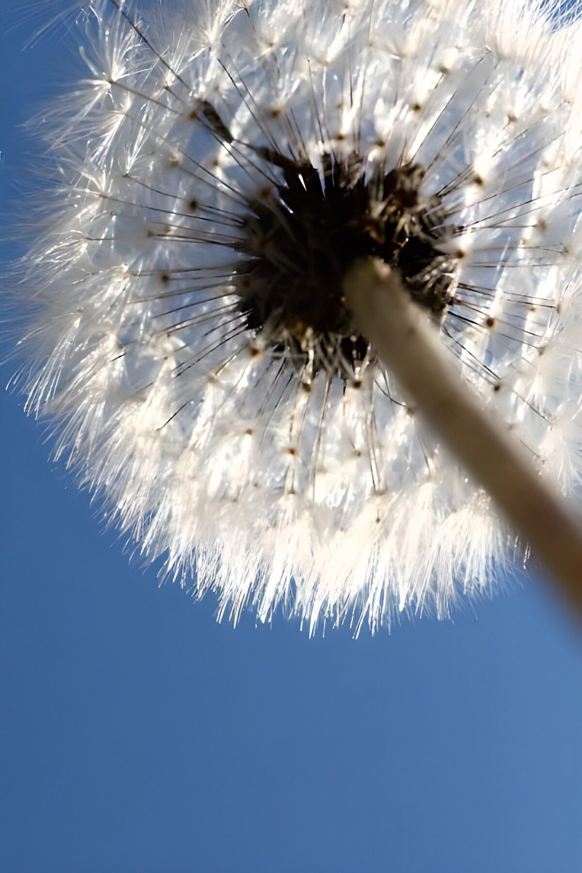 TP56992: From below pappus 