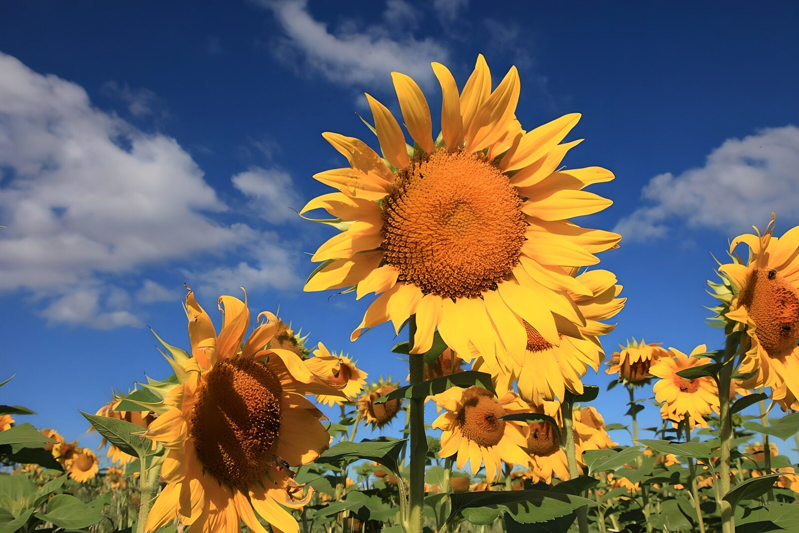 TP38334: Zonnebloemen in de zon