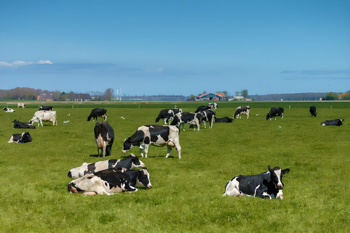 Rustige koeien op een groene wei