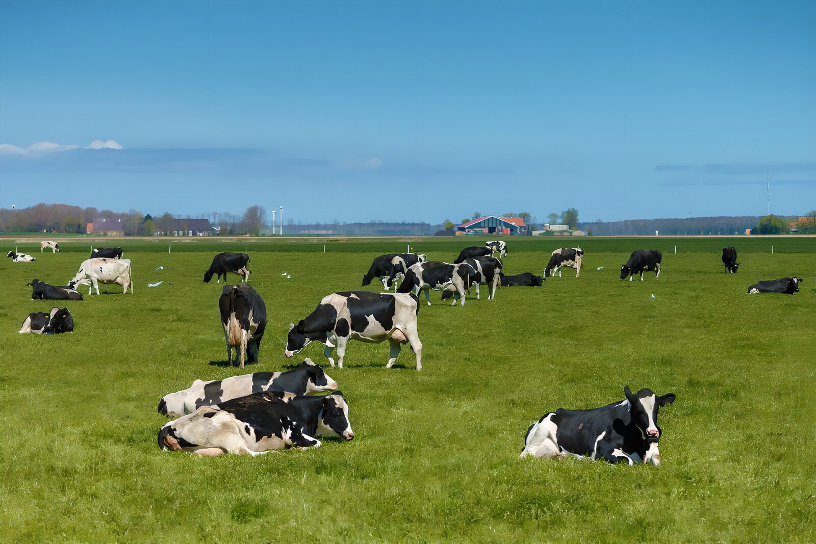 TP36309: Rustige koeien op een groene wei