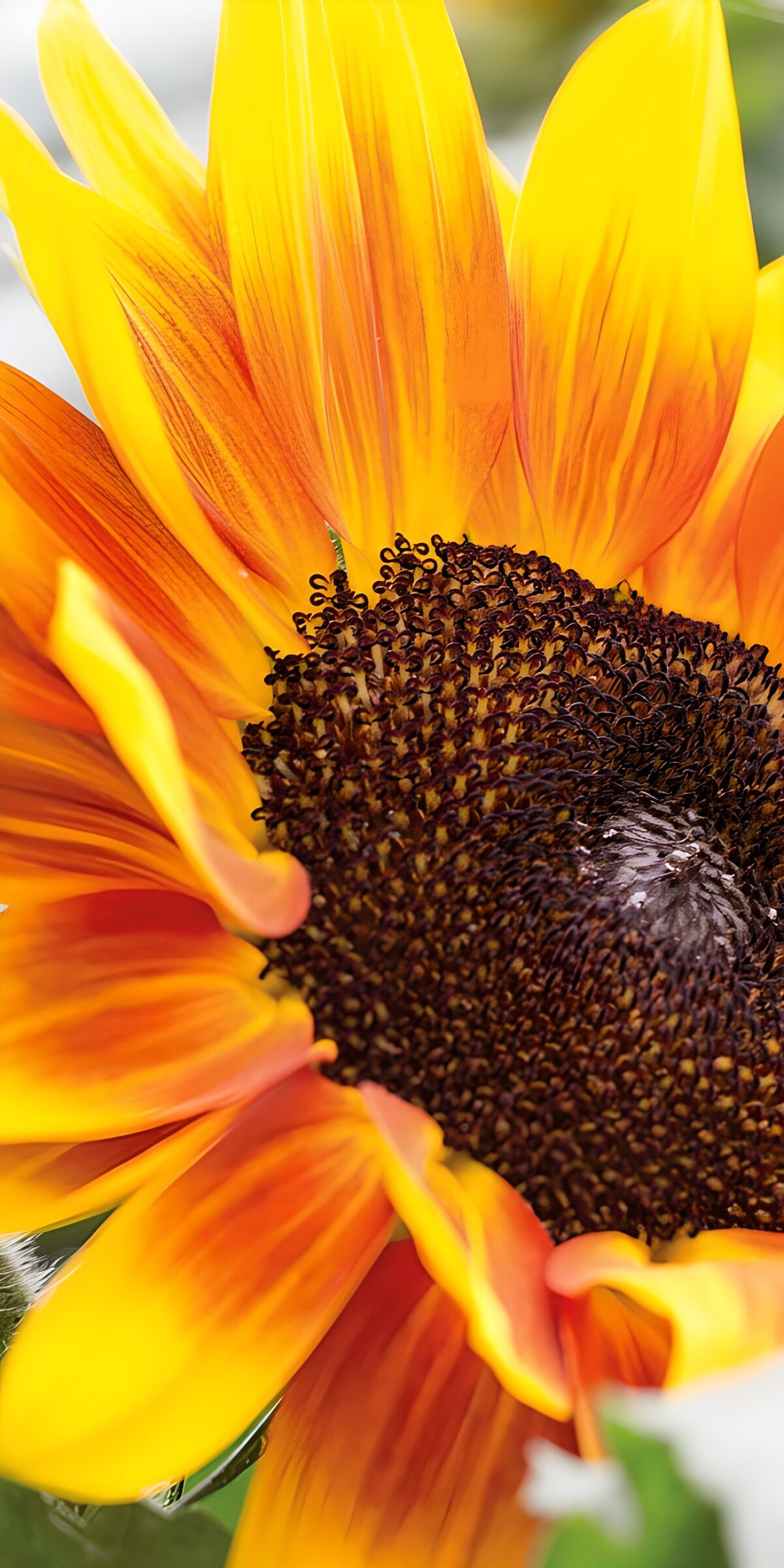TP44989: Stralende Zonnebloem in warme kleuren