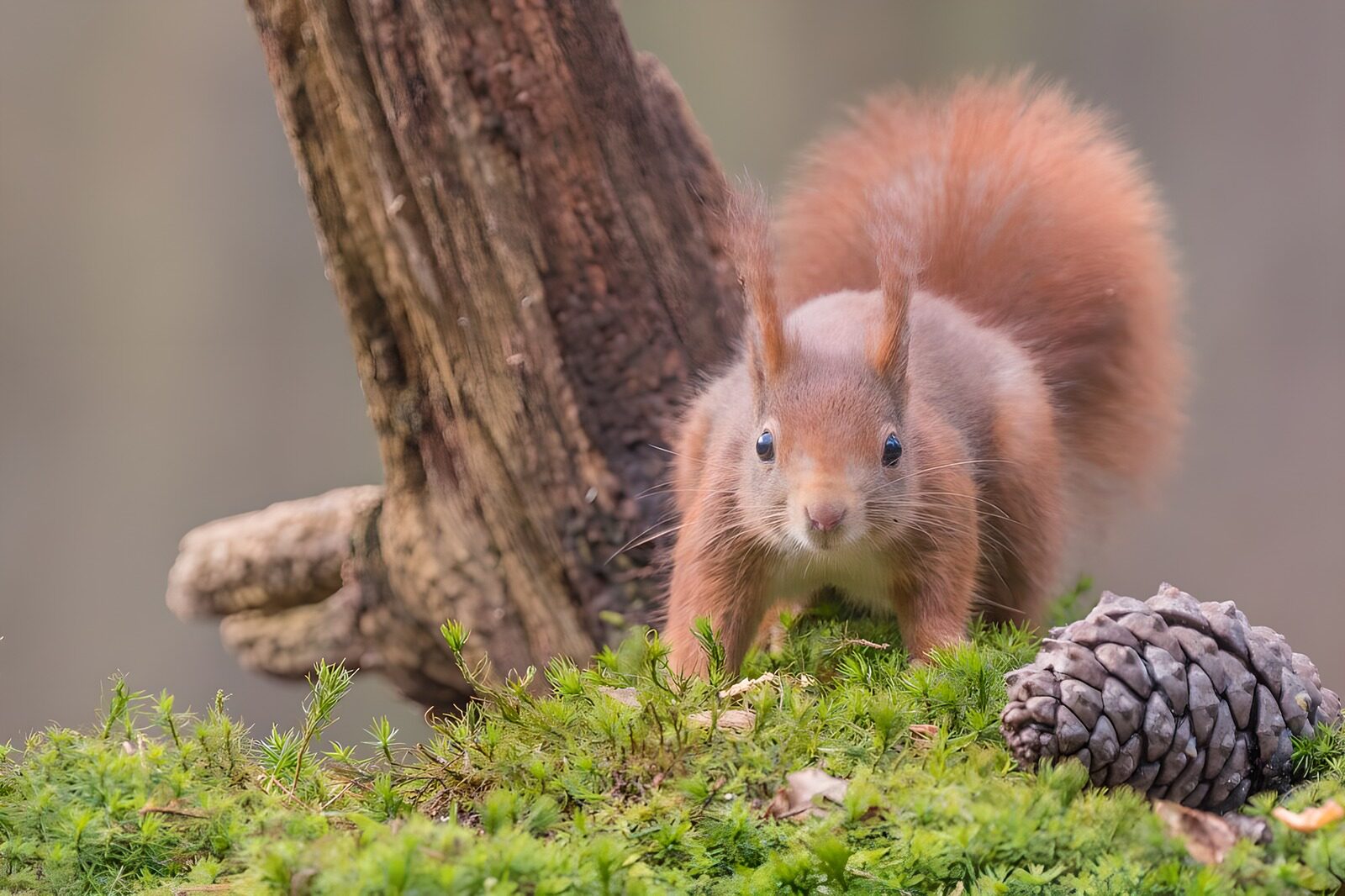 TP25000: Schattig eekhoorntje in het bos