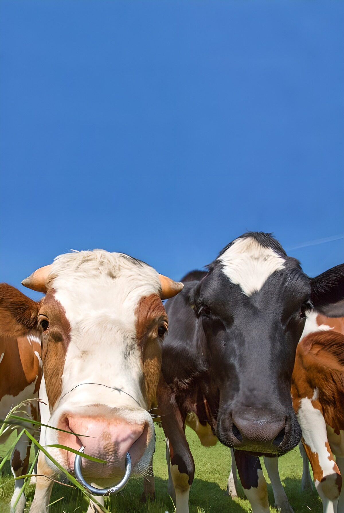 Twee nieuwsgierige koeien in de wei