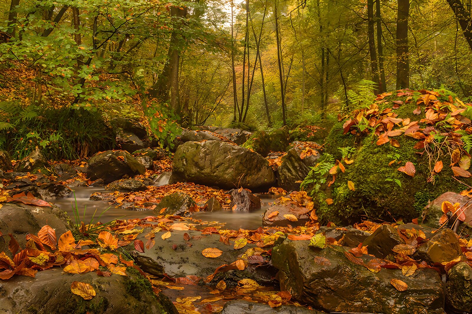TP69477: Herfstige rust in het bos