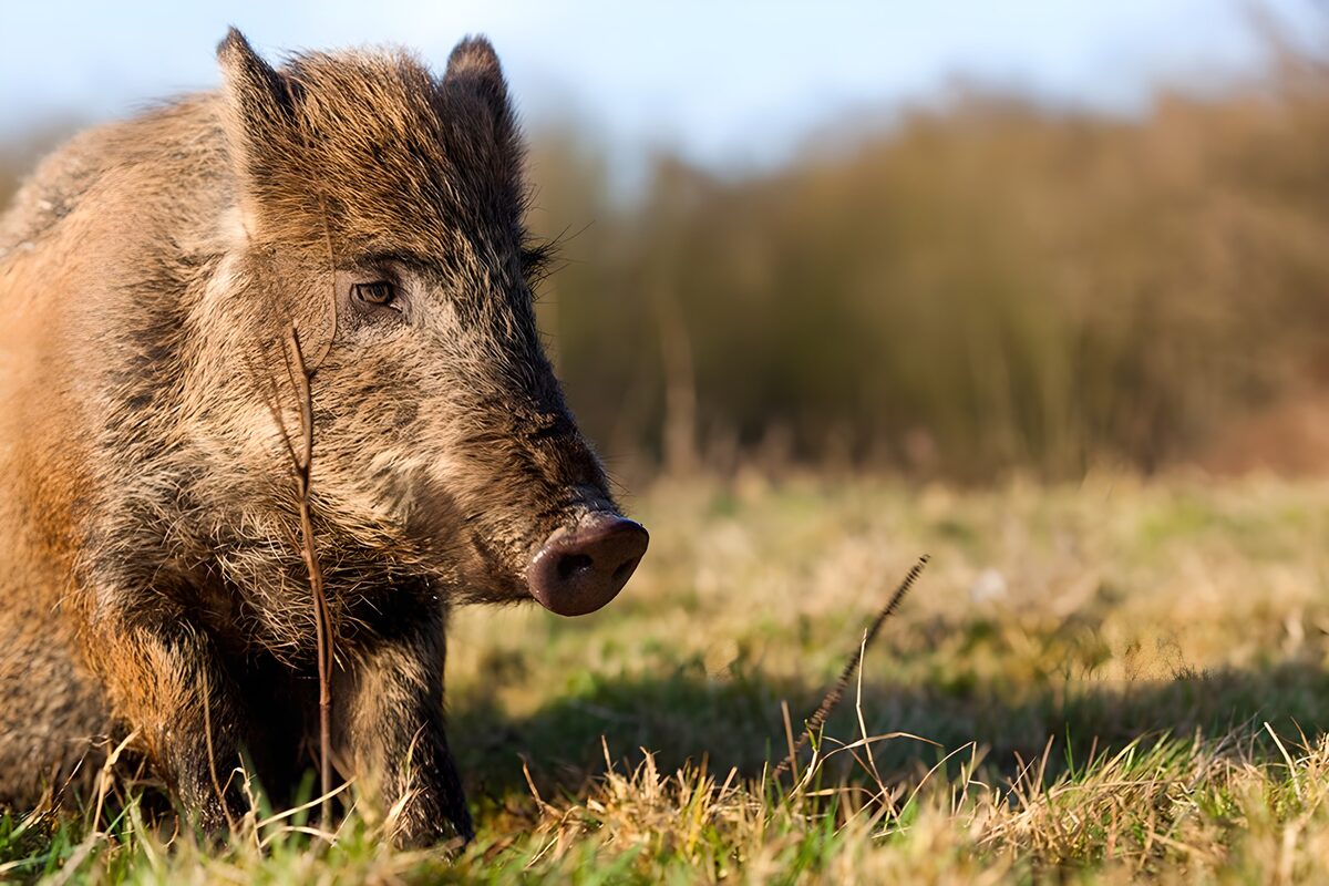 Een wild zwijn in het gras