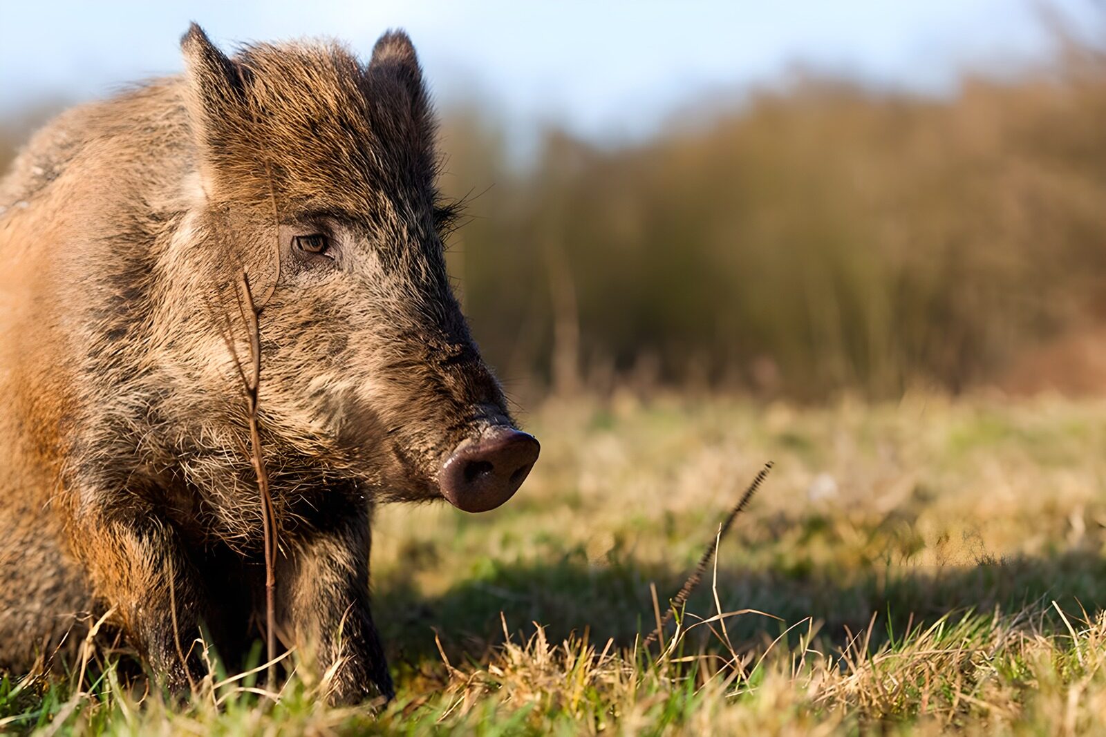 TP99004: Een wild zwijn in het gras