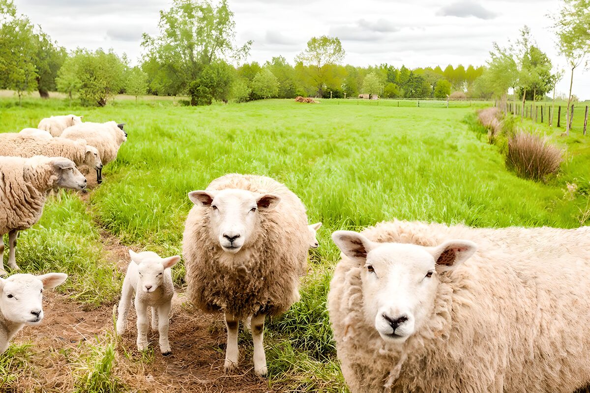 Schapen op een groene weide