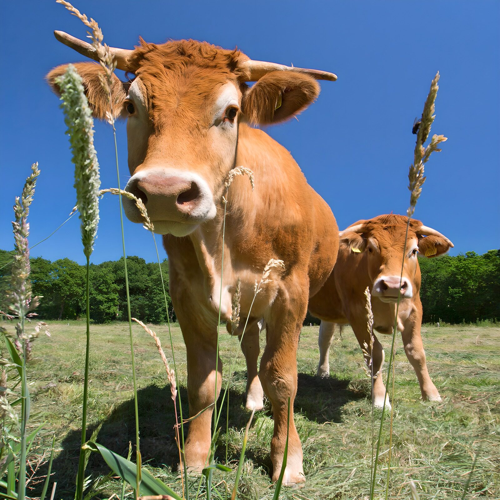 TP89579: Twee nieuwsgierige koeien op het veld