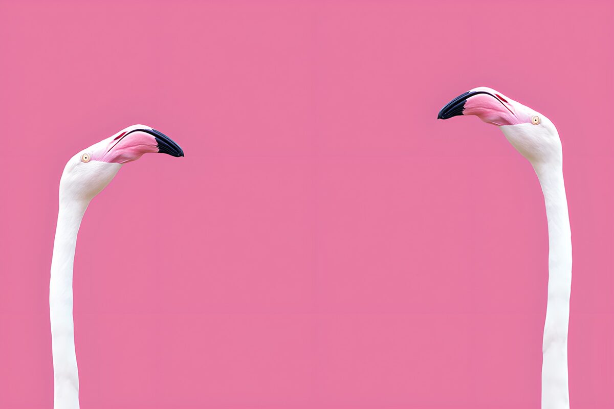 Twee elegantie flamingo's op roze achtergrond