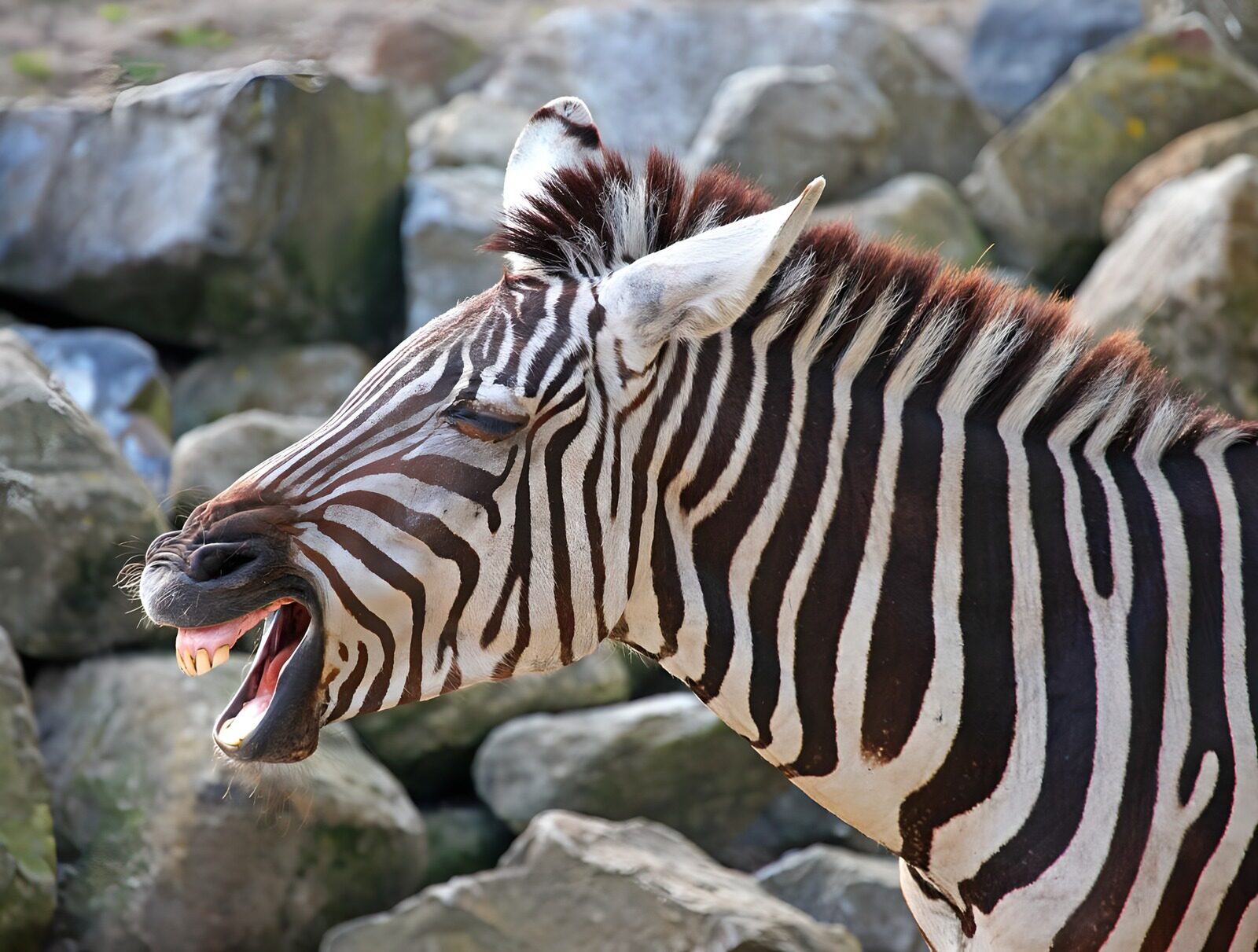 TP49254: Zebra met stenen op achtergrond