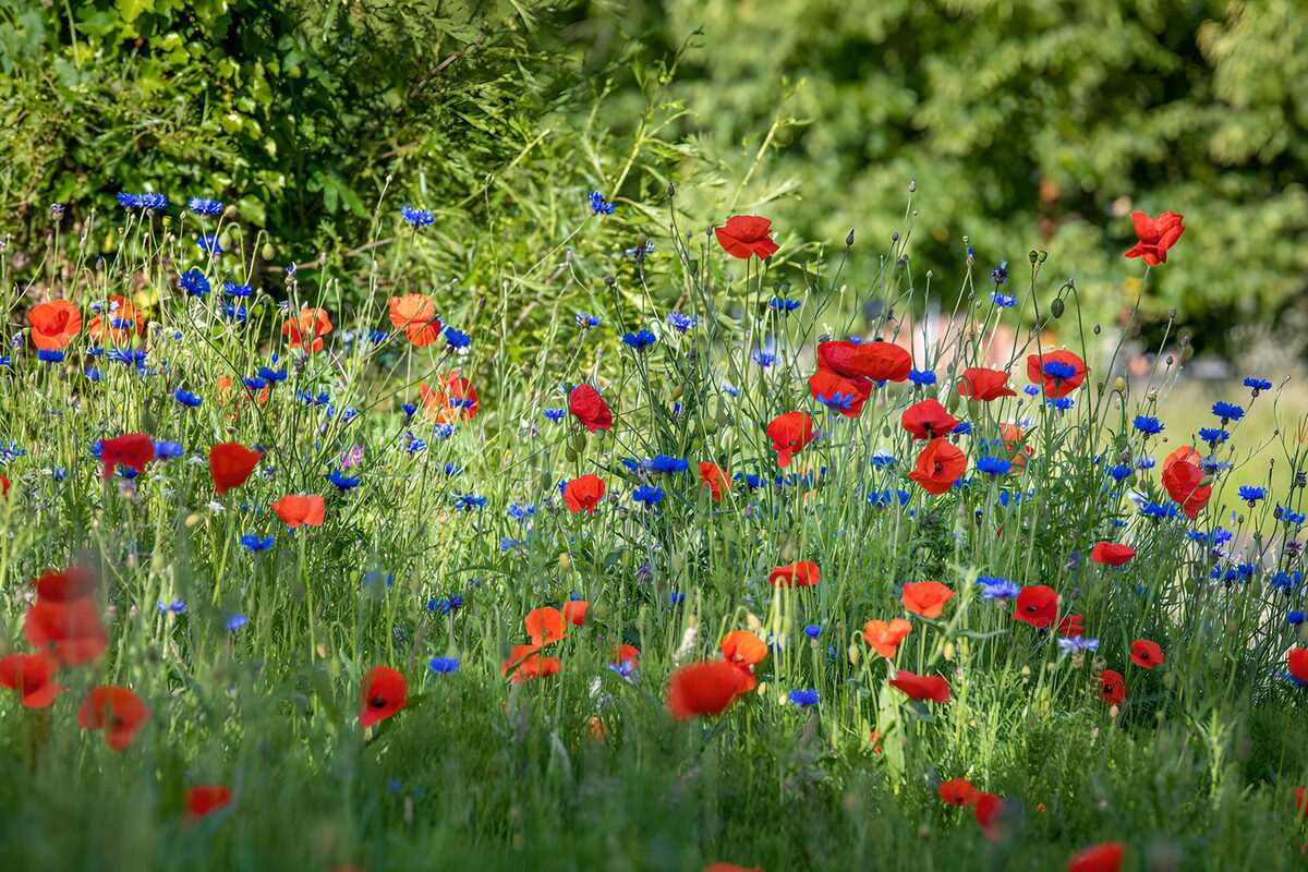 Poppies en korenbloemen in volle bloei