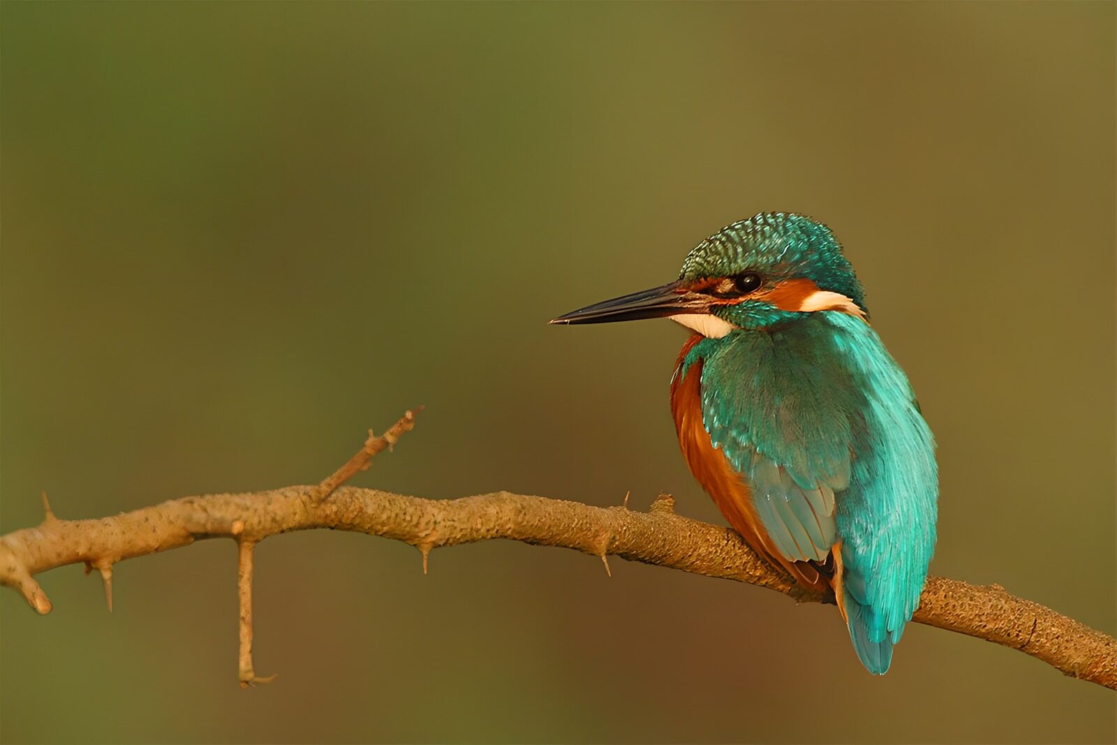 TP51101: Prachtige ijsvogel op tak