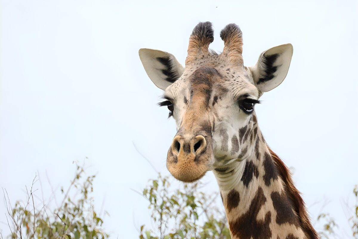 Majestueuze giraffe in het wild