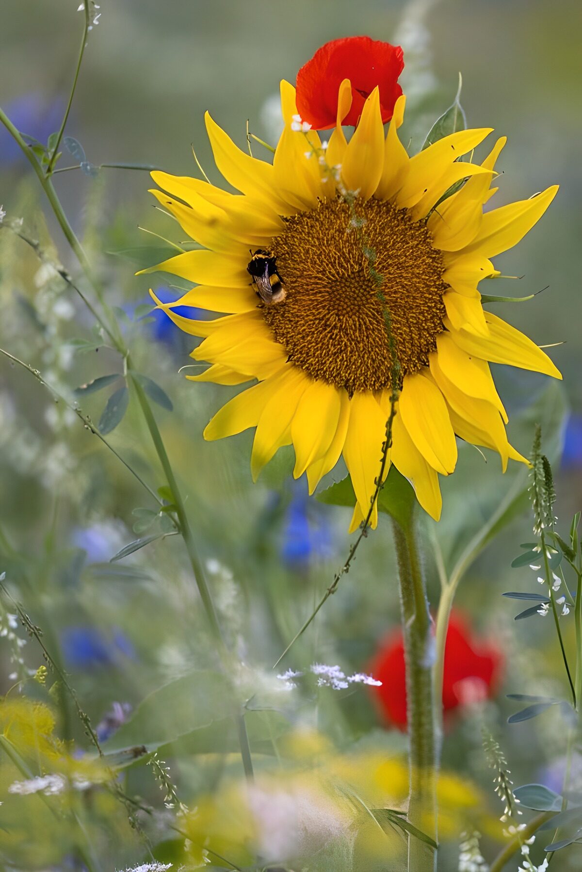 Stralende Zonnebloem in Bloei
