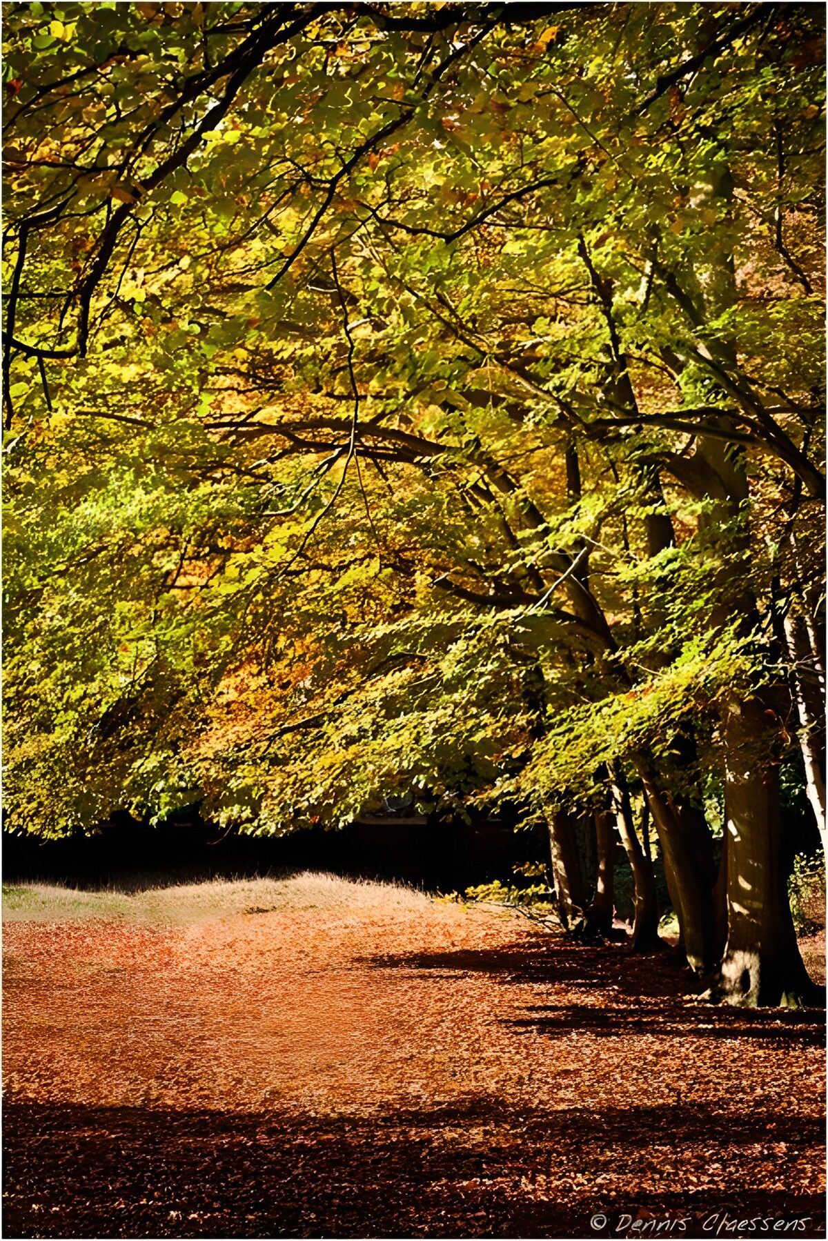 Herfstwandeling onder kleurrijke bomen