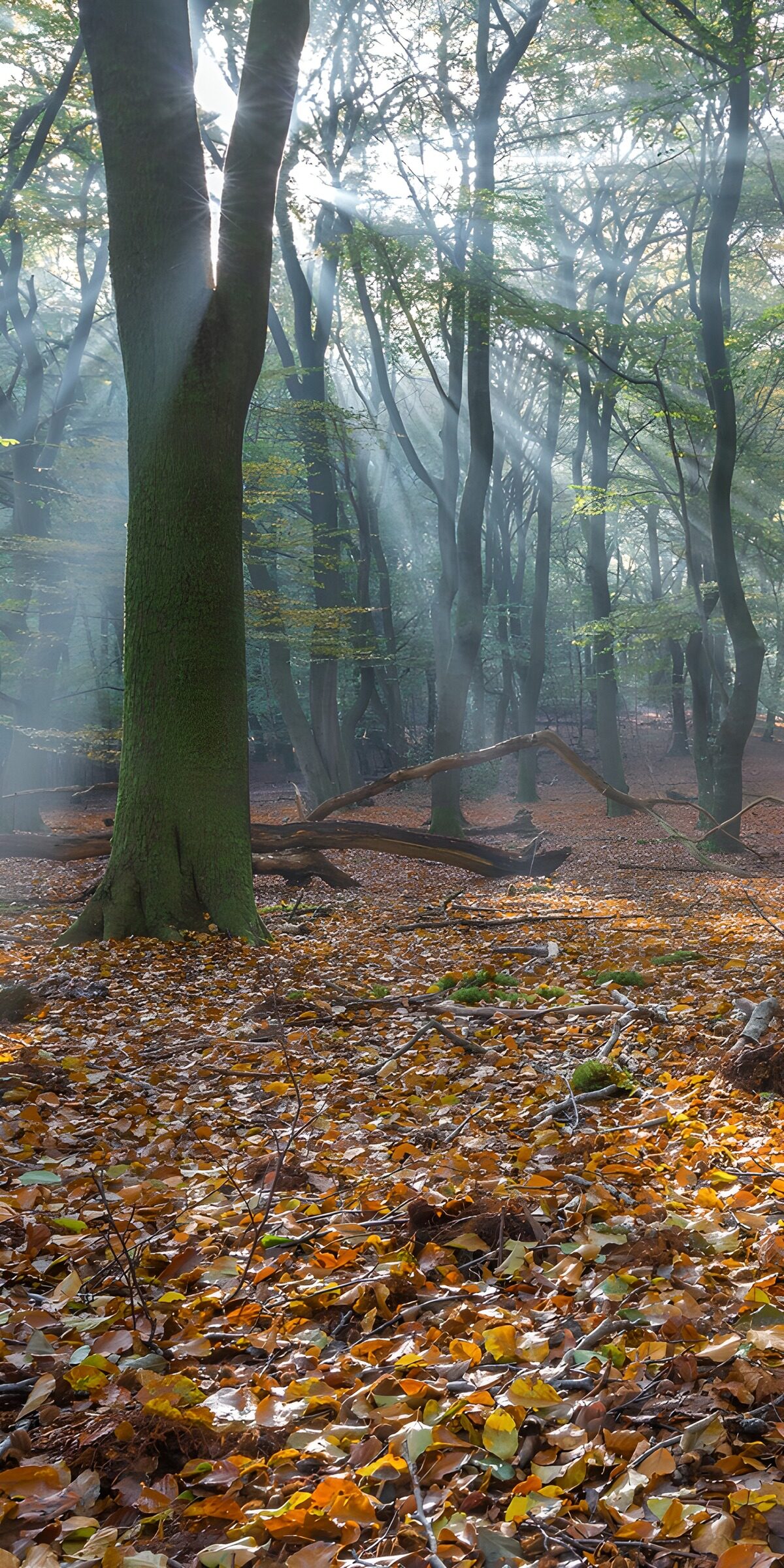 Betoverend Herfstvoorstelling in het Bos